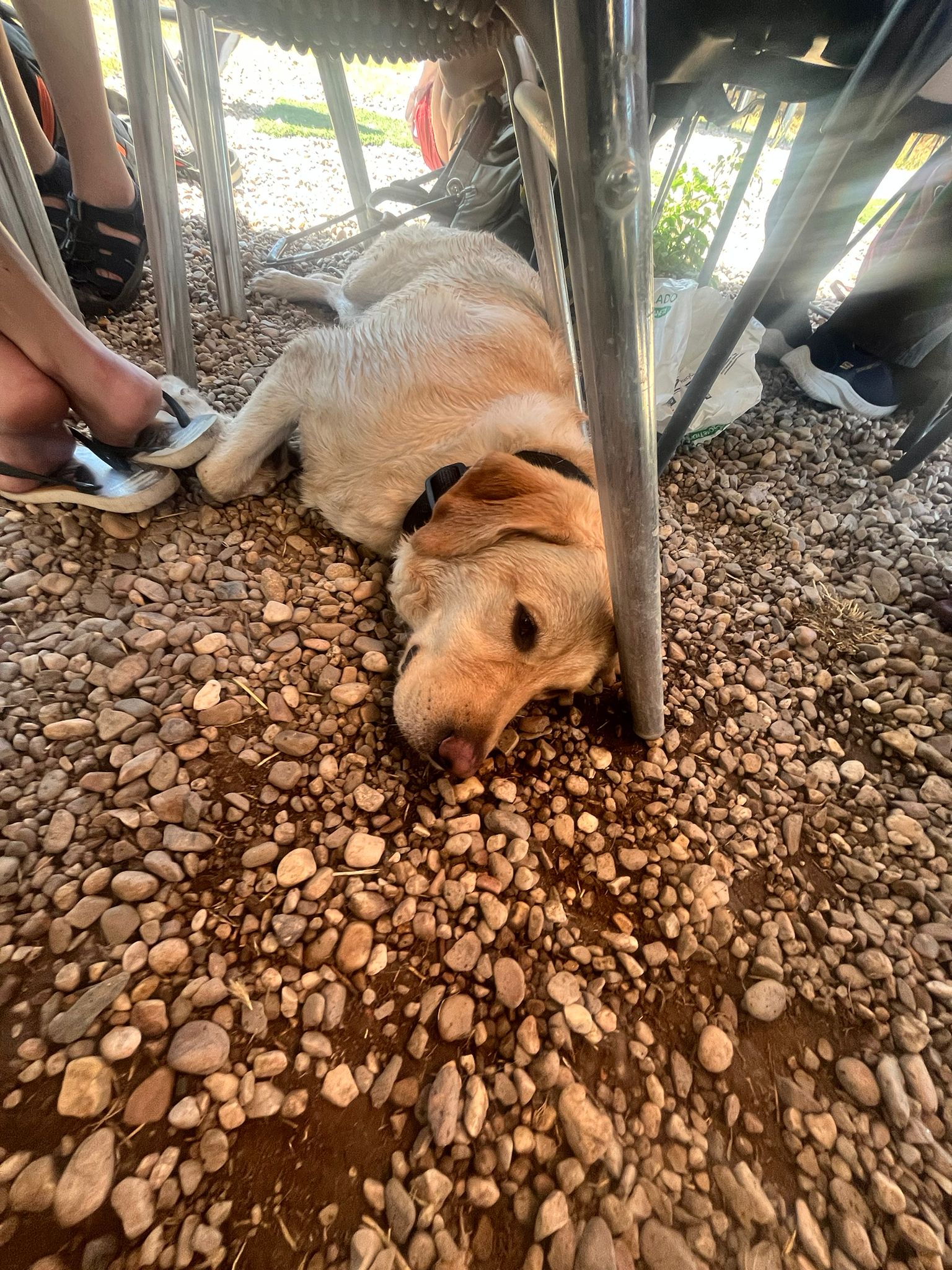 labrador retriever tumbado despues de bañarse en la piscina